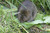 Water vole courtesy of Darin Smith